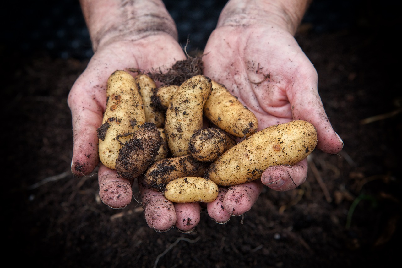 How to Start a Garden from Seed